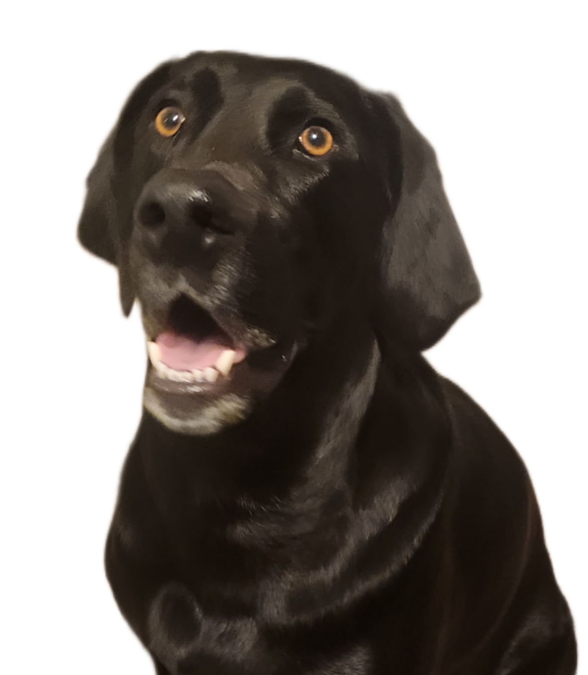 Photo of Lukas the lab